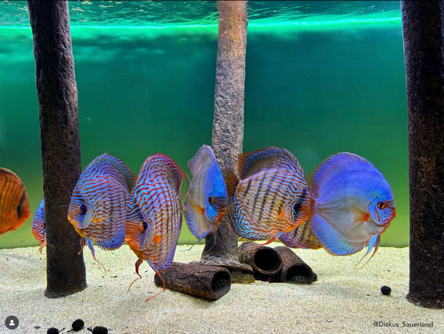 All About the Discus Fish – Beautiful but Demanding