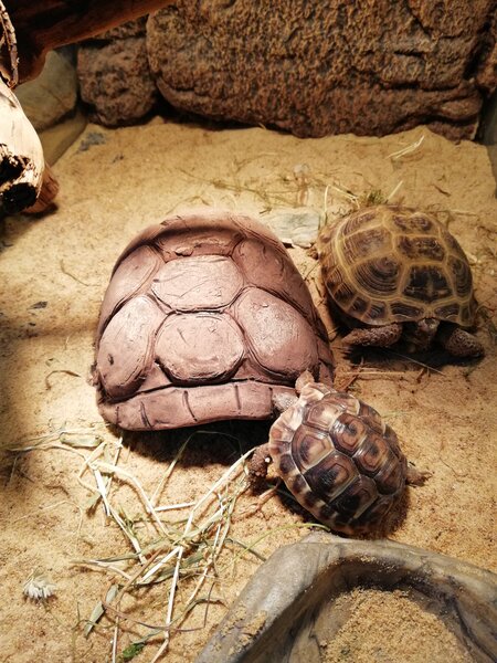 Reptilis, reptile breeding and acclimatization