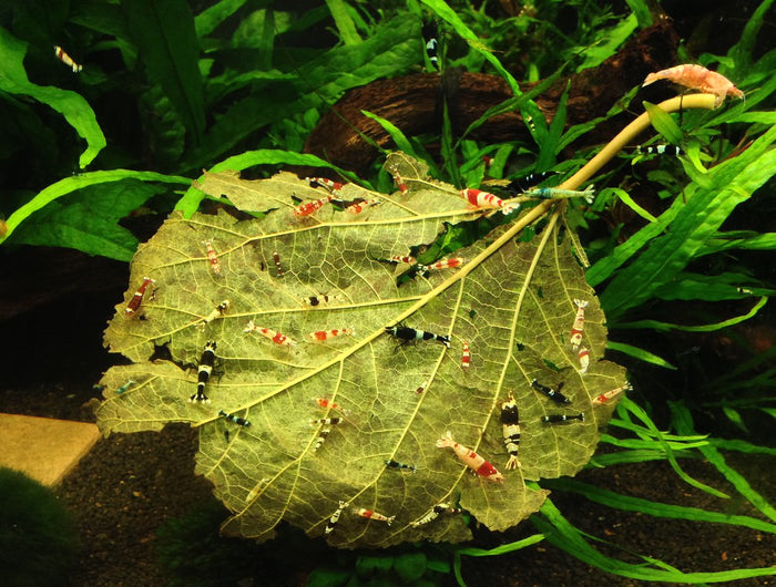 <h1>Nature4Pets is part of CeramicNature</h1>