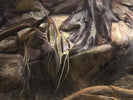 Acanthicus, our Greek wholesale partner