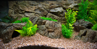 Aquarium backgrounds