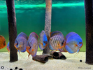 All About the Discus Fish – Beautiful but Demanding