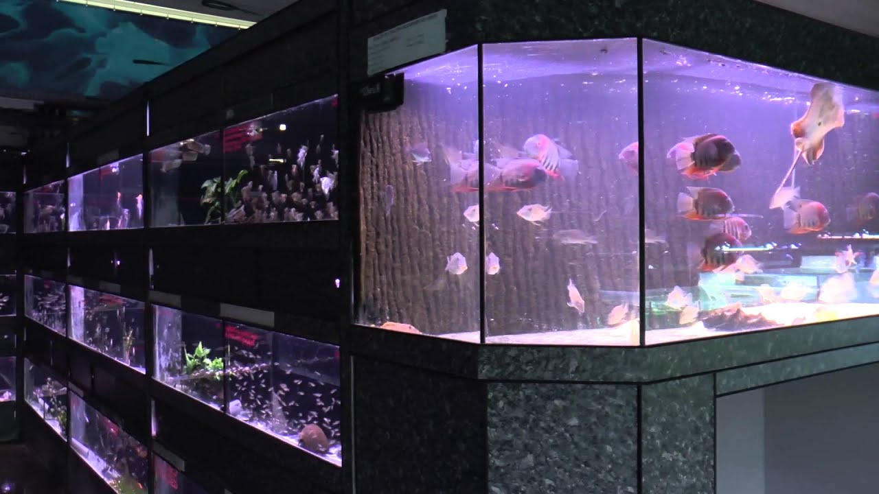 Poisson d’Or, a passion for aquariums
