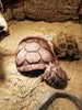 Reptilis, reptile breeding and acclimatization