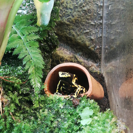 Breeding cave