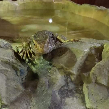 Waterbowl