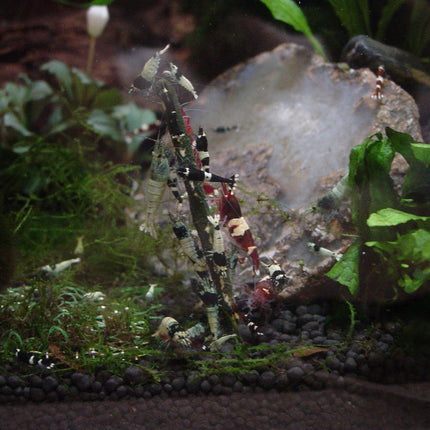Shrimp lolly algae/vegetable 10 pcs