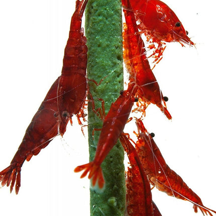 Shrimp lolly sample