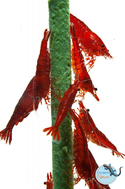 Shrimp lolly sample