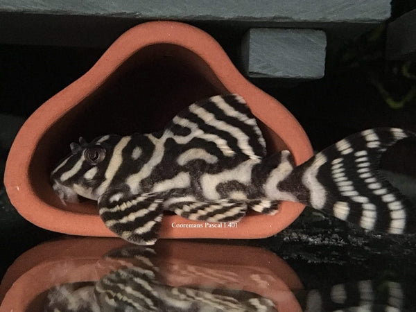 Cave Triangle