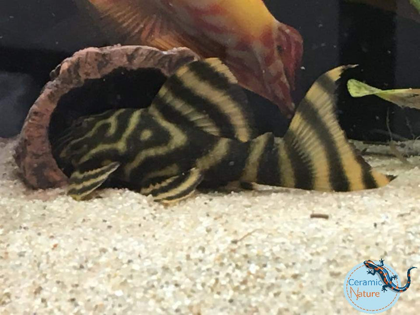 Catfish Caves