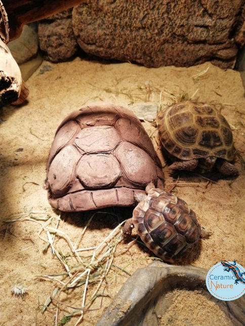 Turtle caves