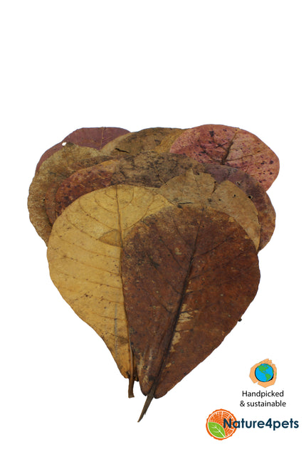 Feuilles de catappa M 5x