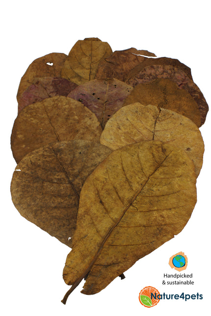 Catappa leaves XL 10x