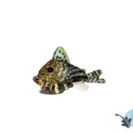 Sterbai Corydoras Plüsch