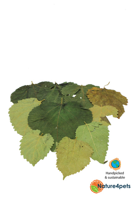 Mulberry leaves bulk bag 50pcs (20% cheaper)