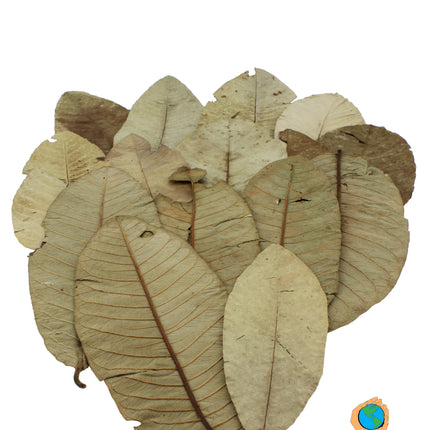 Guave leaves 15x