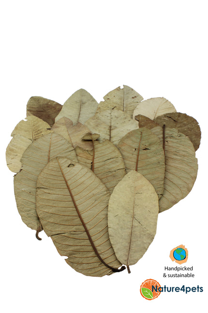 Feuilles de goyave 15x