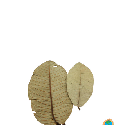 Guave leaves 15x