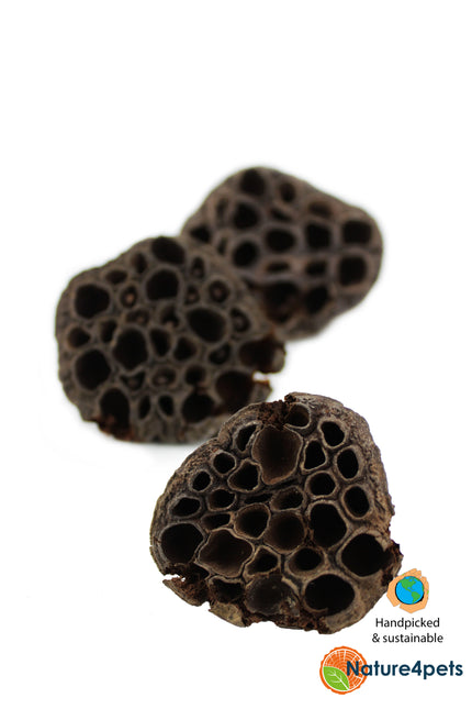 Lotus pods 3x