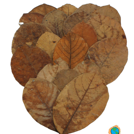 Feuilles de jacquier 20x