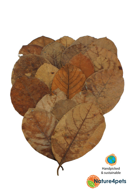 Feuilles de jacquier 20x