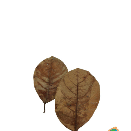 Feuilles de jacquier 20x