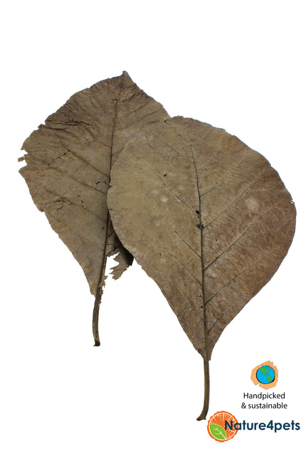 Teak leaves 10x