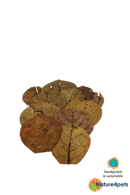 Feuilles de Catappa Nano 10x
