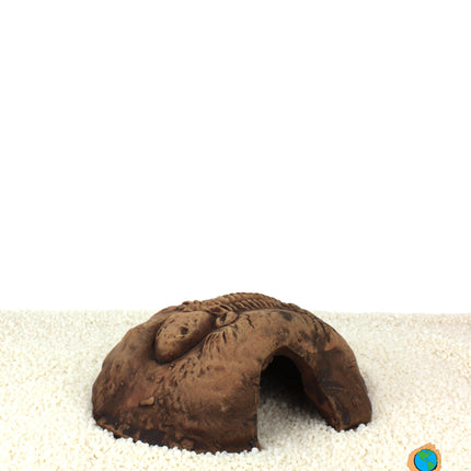 Fossil stone braun