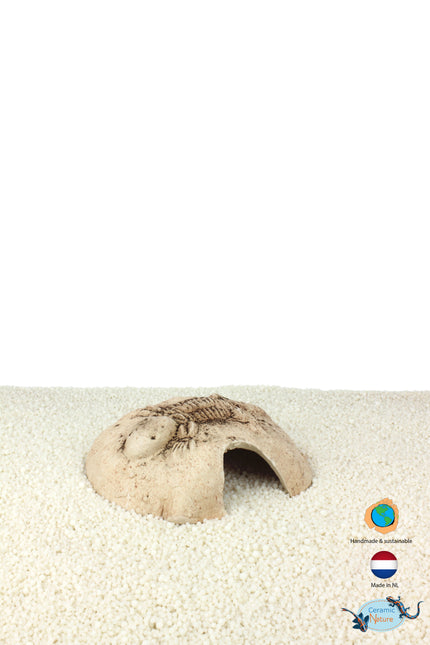 Fossil stone white