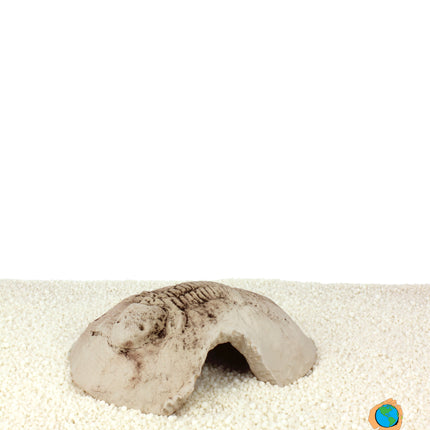 Fossil stone white