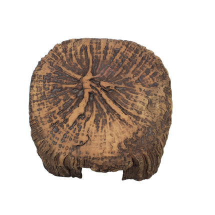 Tree Stump