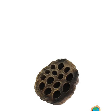 Lotus pods XXL