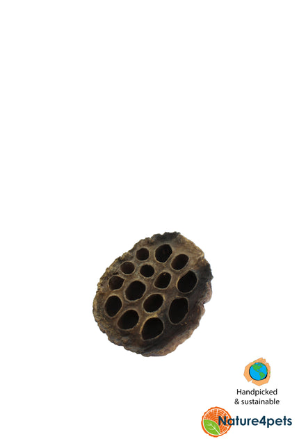 Lotus pods XXL