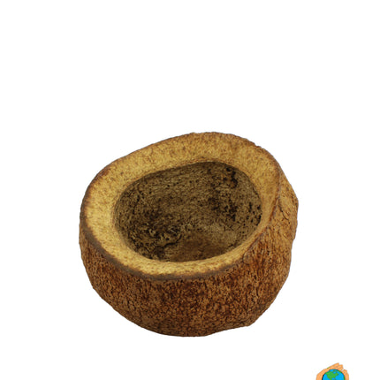 Sapucaia pods XL