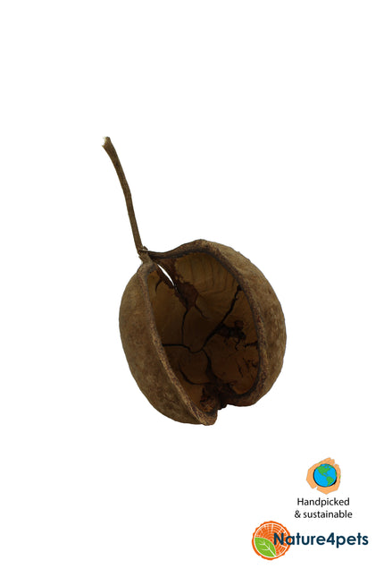 Buddha pods