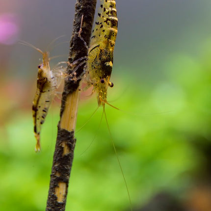 Shrimp lolly algae/vegetable 10 pcs