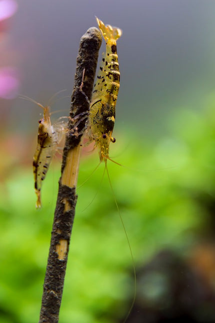 Sucettes aux crevettes algues/légumes 10 pièces