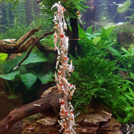 Sucettes aux crevettes et épinards 10 pièces
