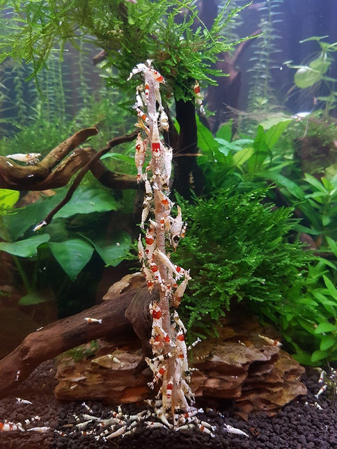Sucette minérale aux crevettes 10 pièces