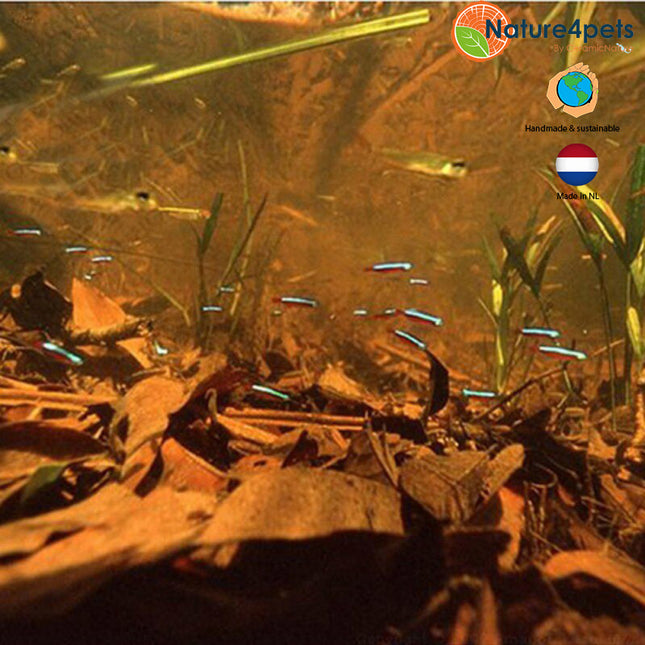 Catappa leaves M 10x