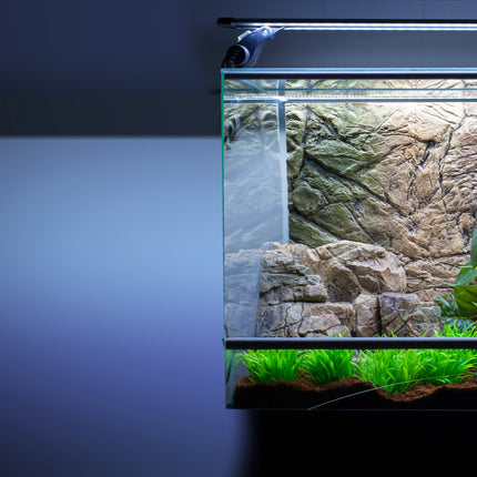 Hintergrund Terrarium dünn
