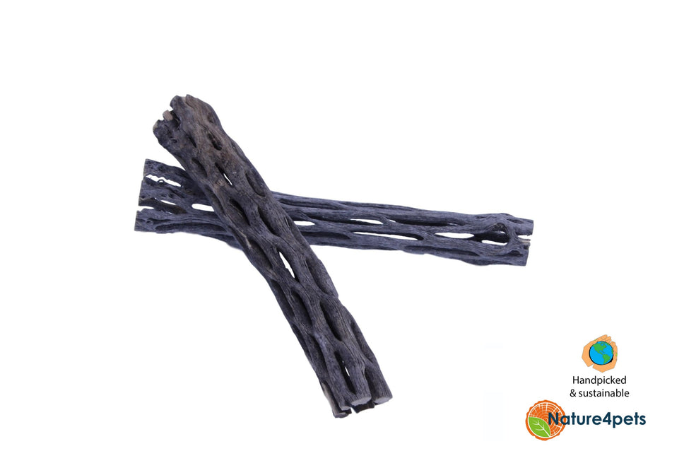 Cholla wood 10cm