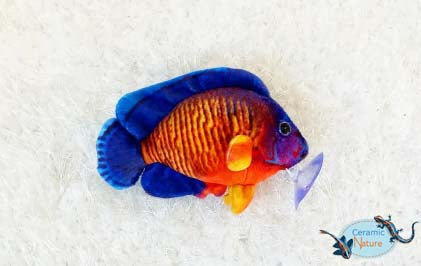 Peluche beauté corail