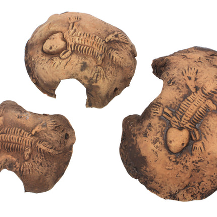 Fossil stone braun