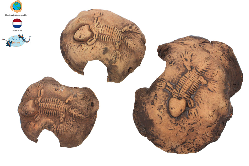 Fossil stone braun