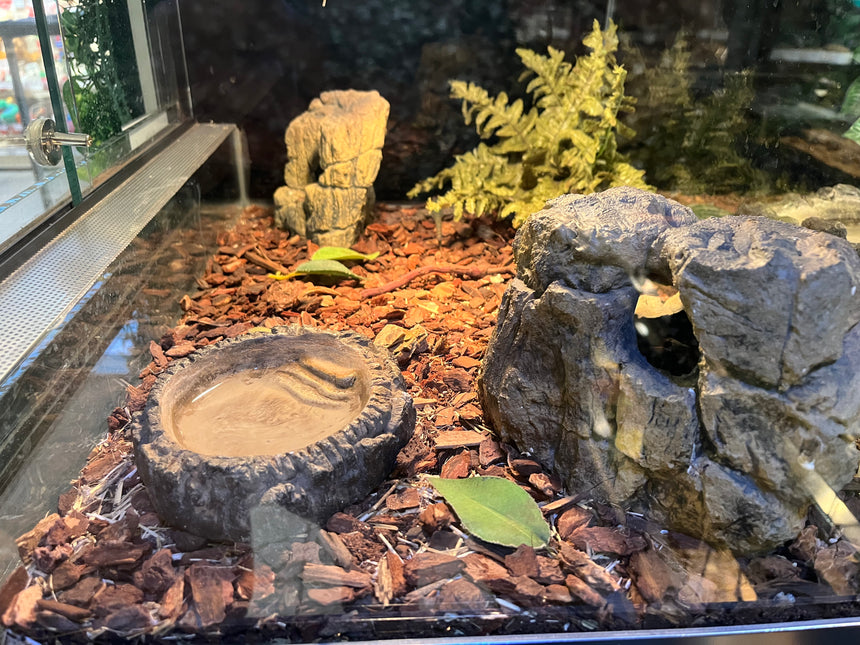 Bols pour terrarium