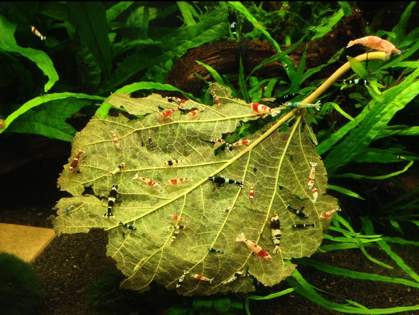 Feuilles de mûrier 10x