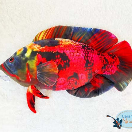 Oscar Jumbo roter Plüsch 65cm